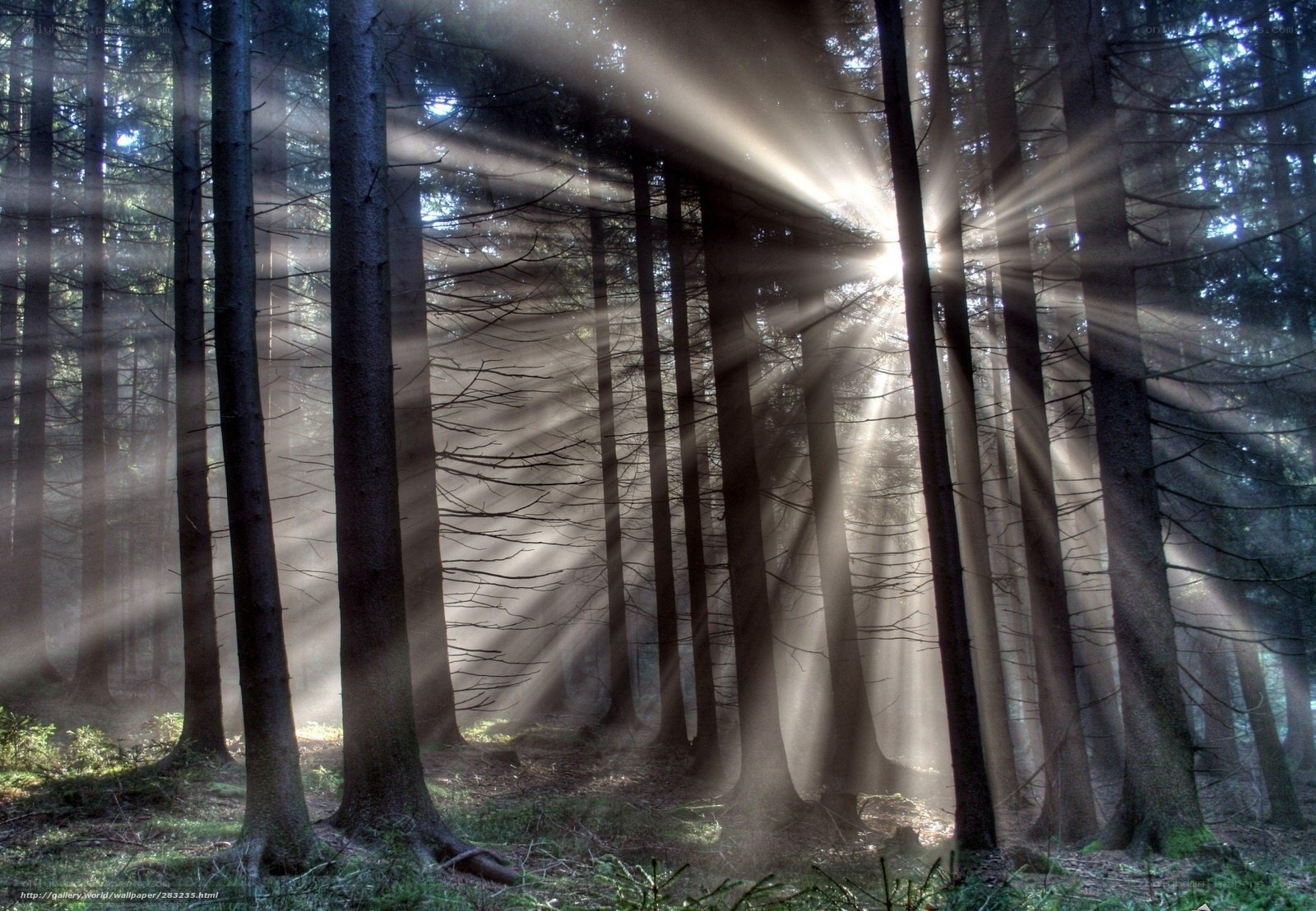 Sunlight beams in forest