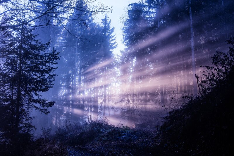 Sunlight Beams in Forest — Blue