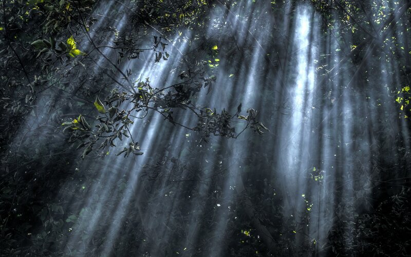 Sunlight Beams in Forest — Green, Dramatic