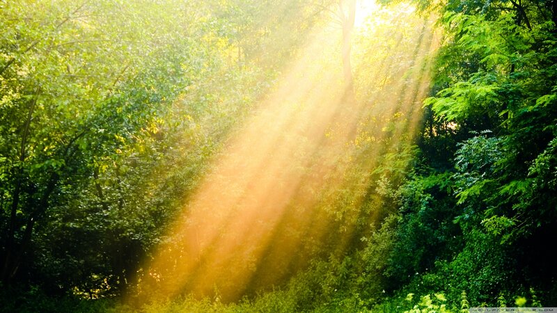 Sunlight Beams in Forest — Green, Serene, Morning