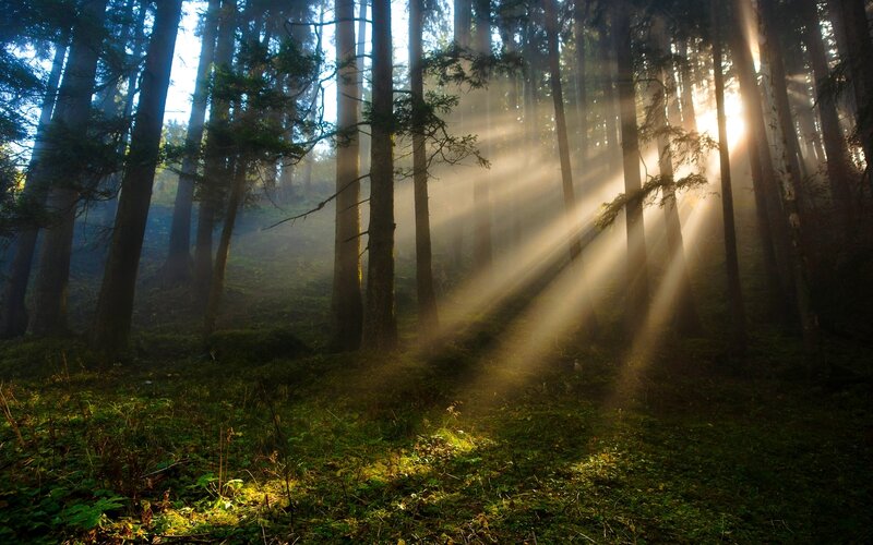 Sunlight Beams in Forest — Green