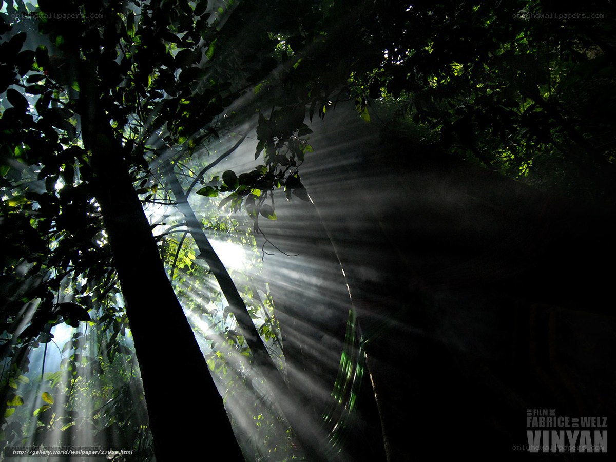 Sunlight beams in forest