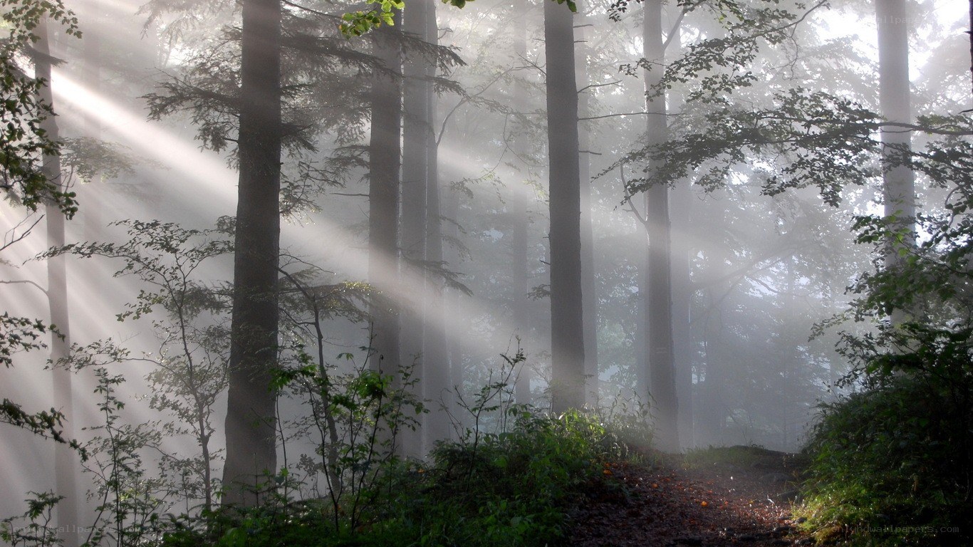 Sunlight beams in misty forest