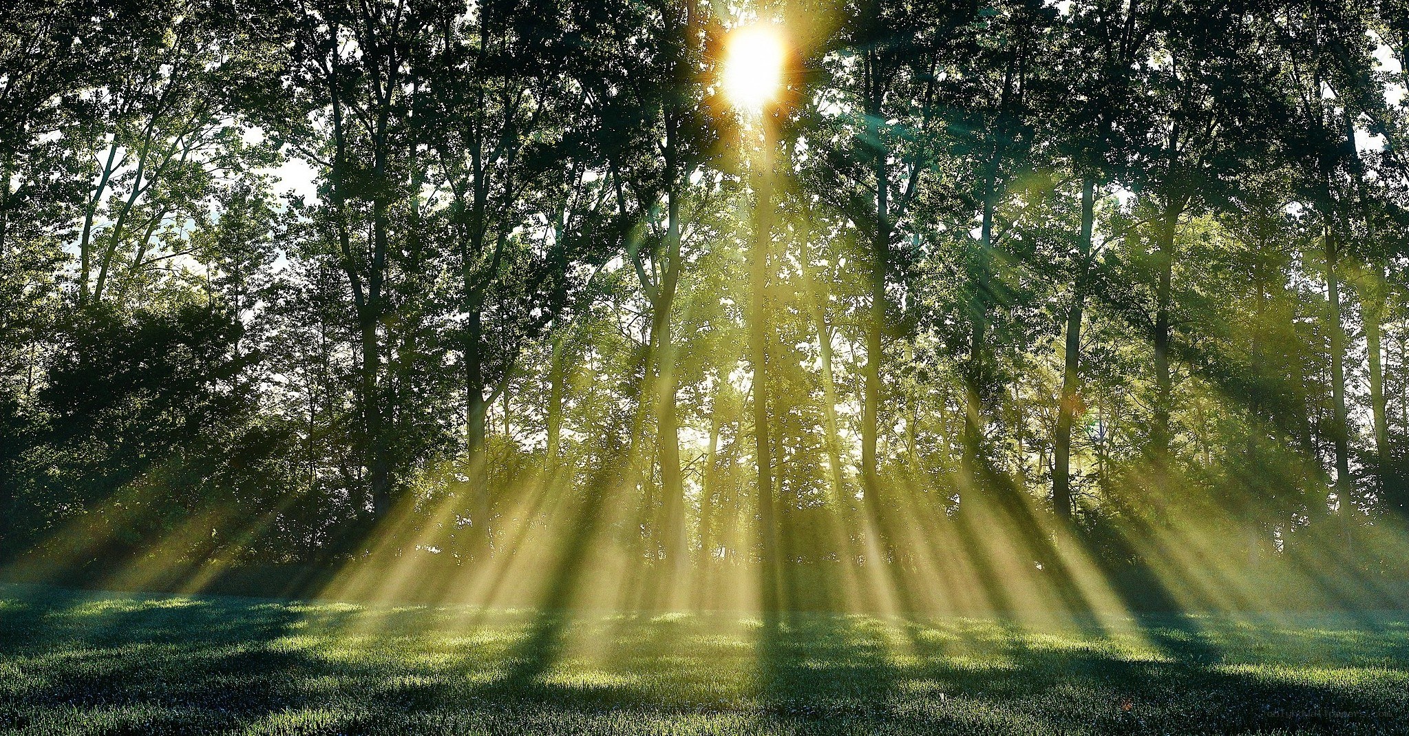 Sunlight beams through forest