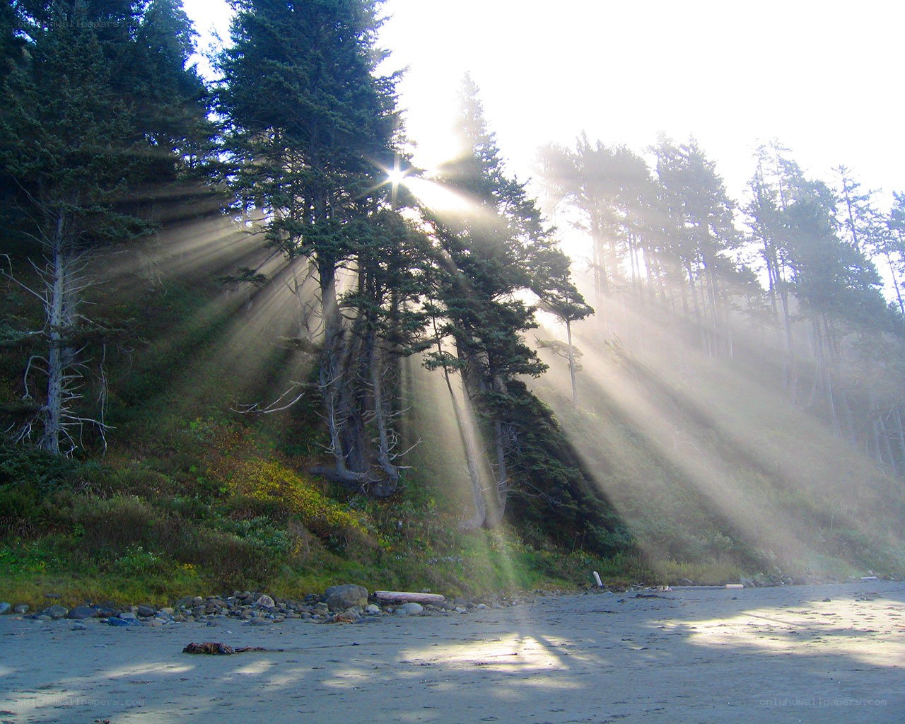 Sunlight beams through forest