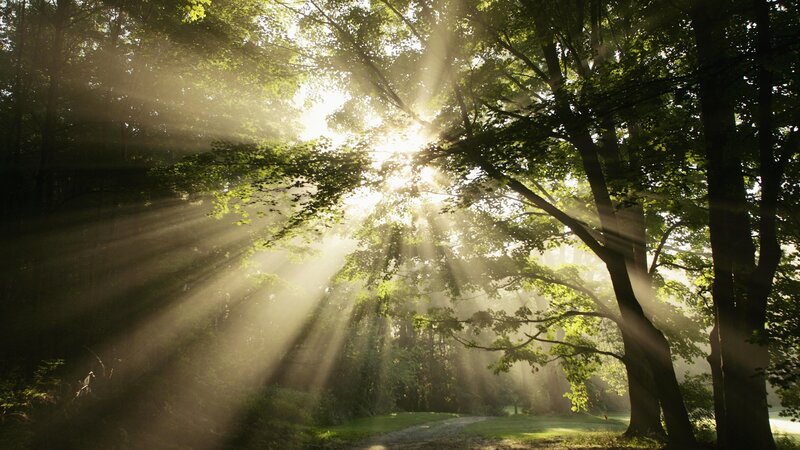 Sunlight beams through forest