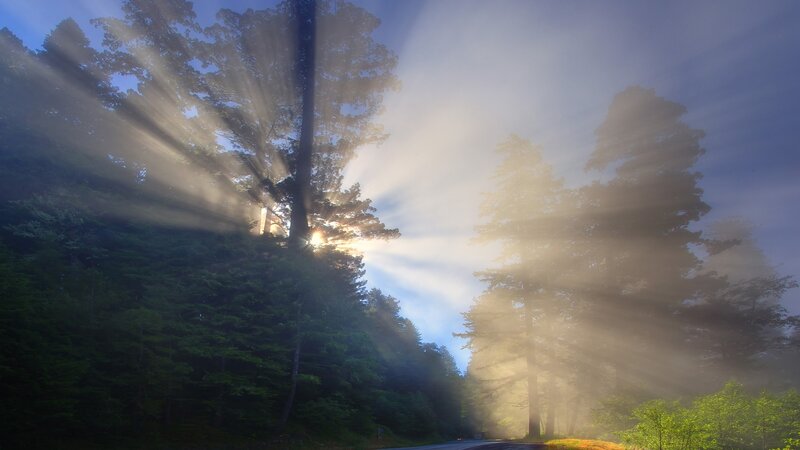 Sunlight beams through forest mist