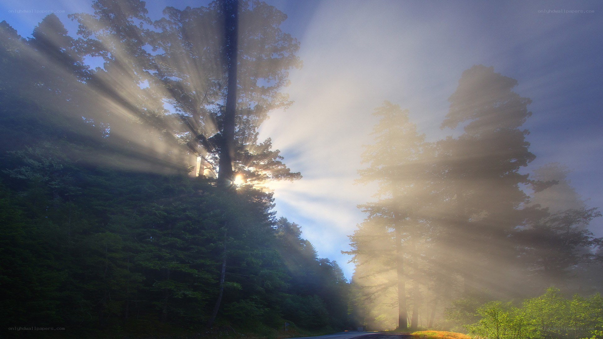 Sunlight beams through forest mist