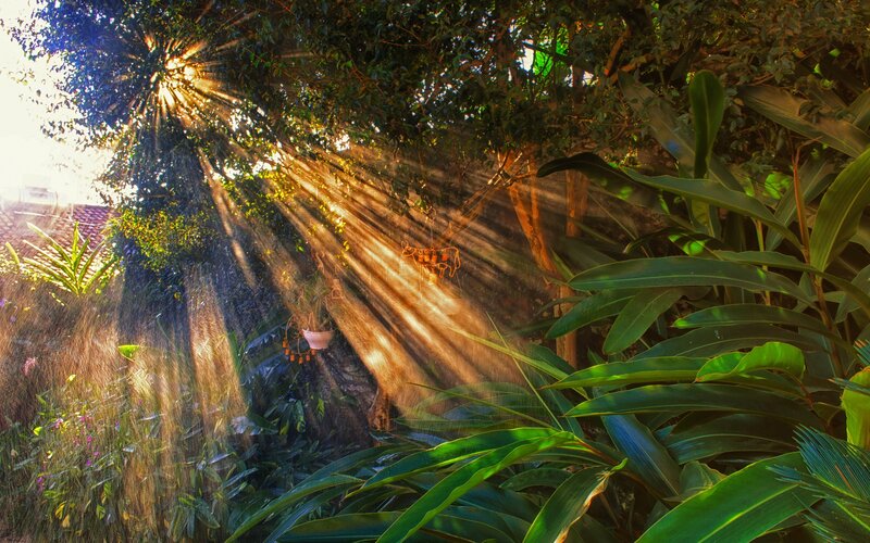 Sunlight beams through garden foliage