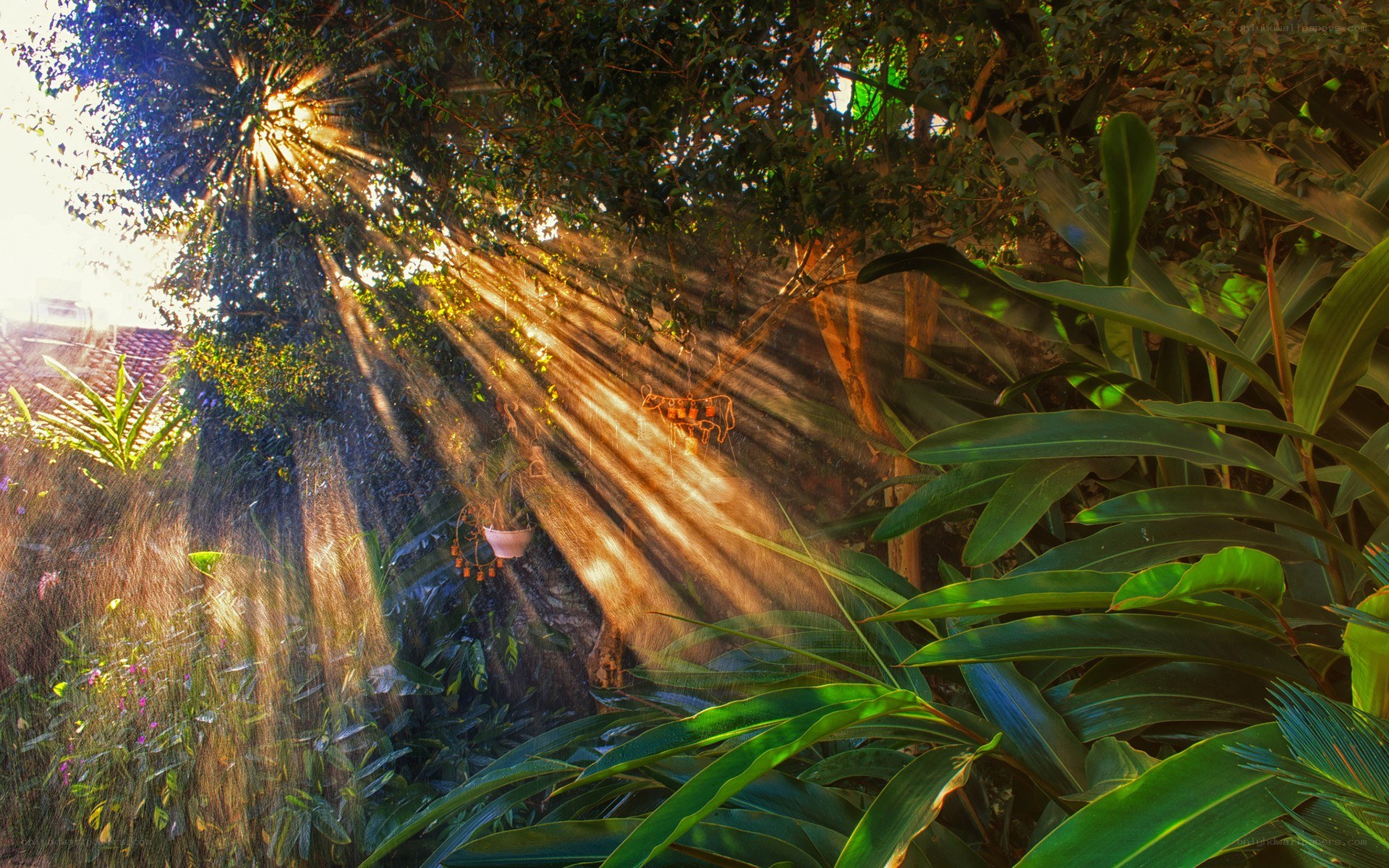 Sunlight beams through garden foliage