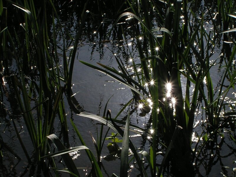 Sunlight glinting on reeds