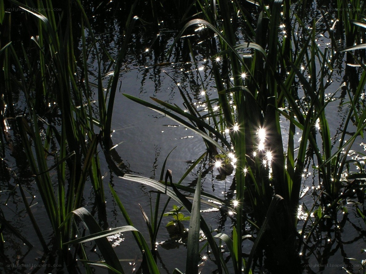Sunlight glinting on reeds
