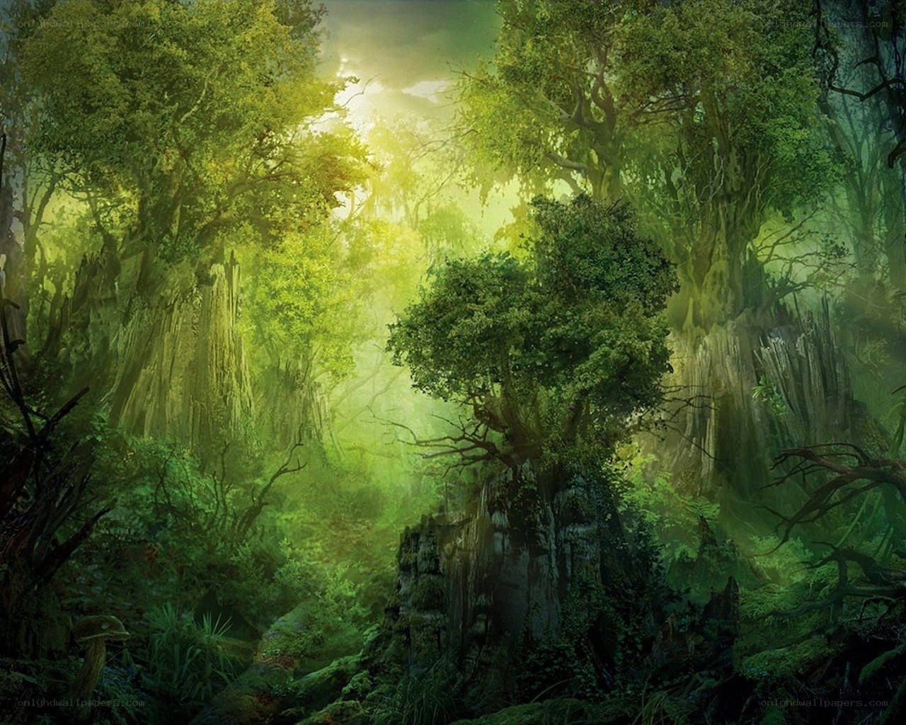 Sunlight in a dense forest
