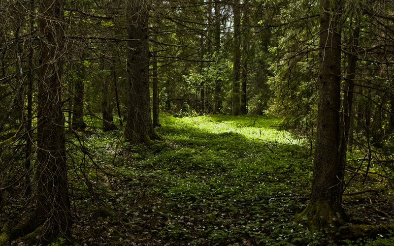 Sunlight in a dense forest