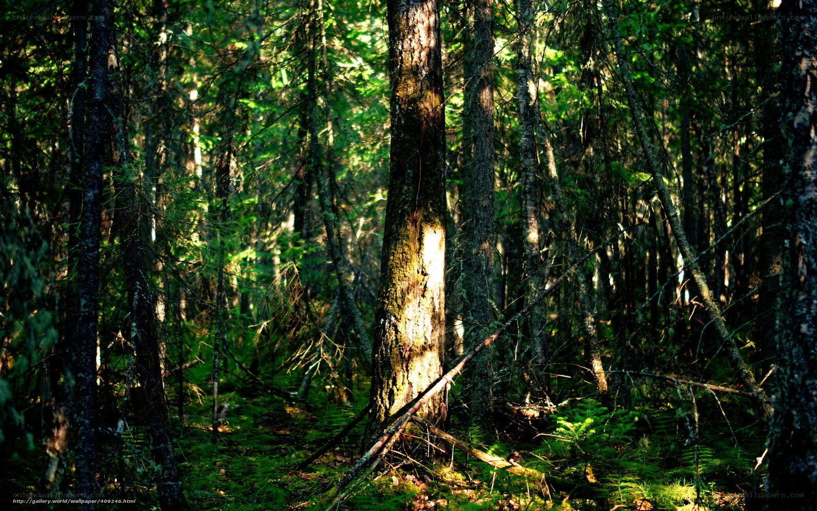 Sunlight in a dense forest