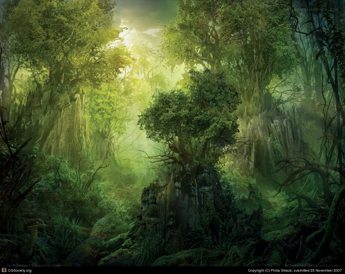 Sunlight in a dense forest