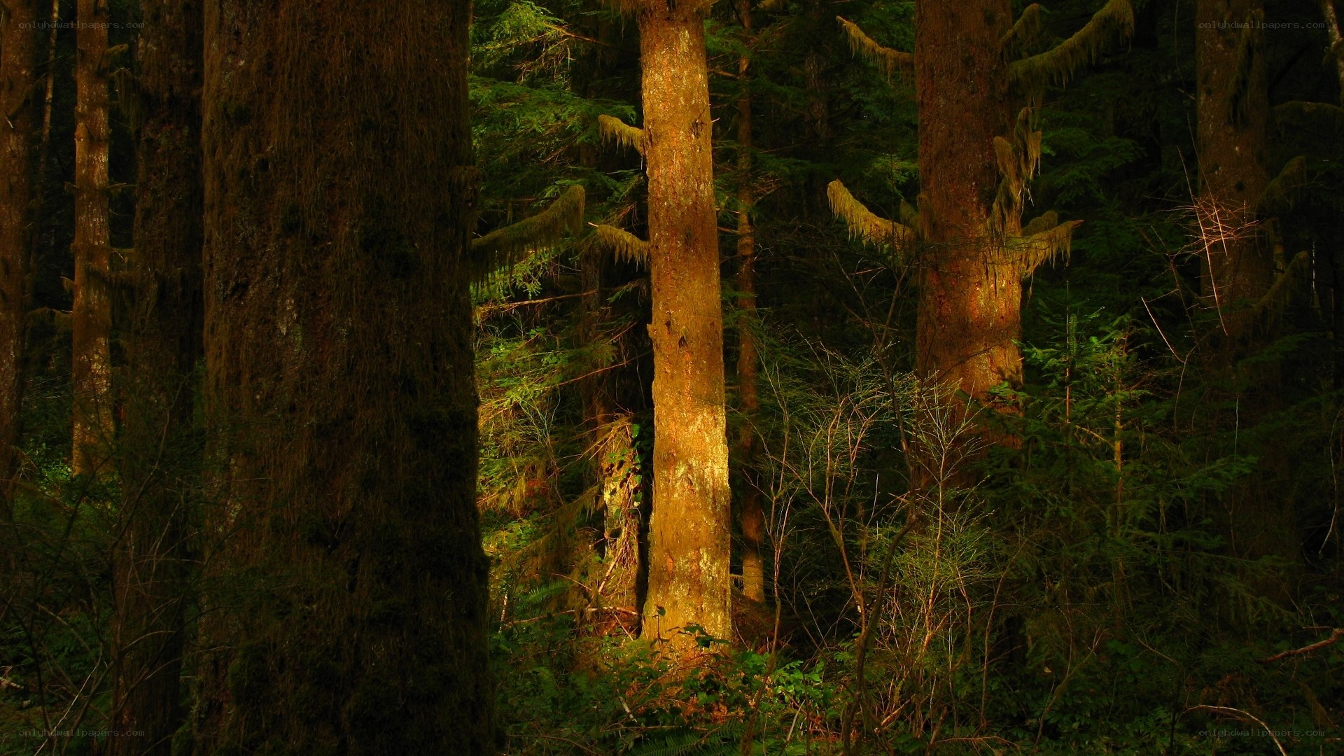 Sunlight in a dense forest