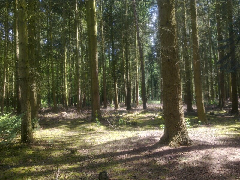 Sunlight in a dense forest