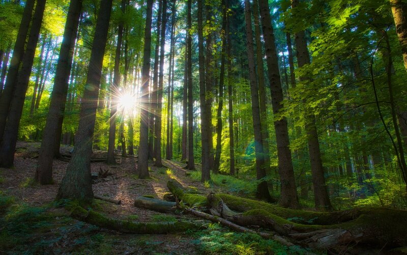 Sunlight in a dense forest