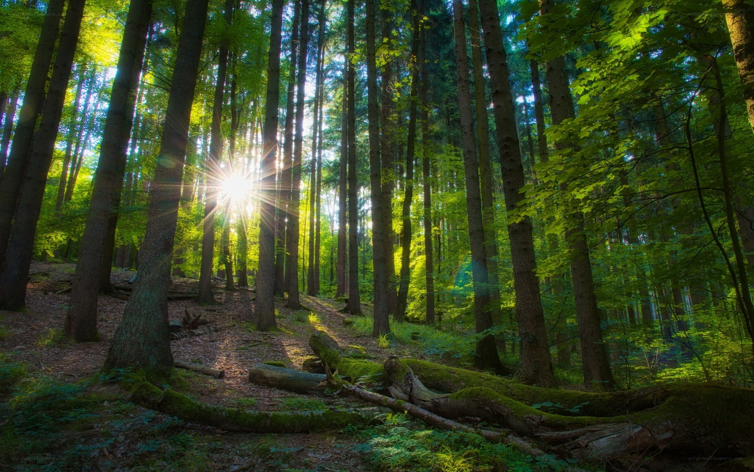 Sunlight in a dense forest