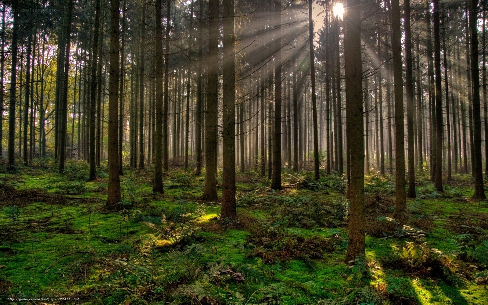 Sunlight in a dense forest