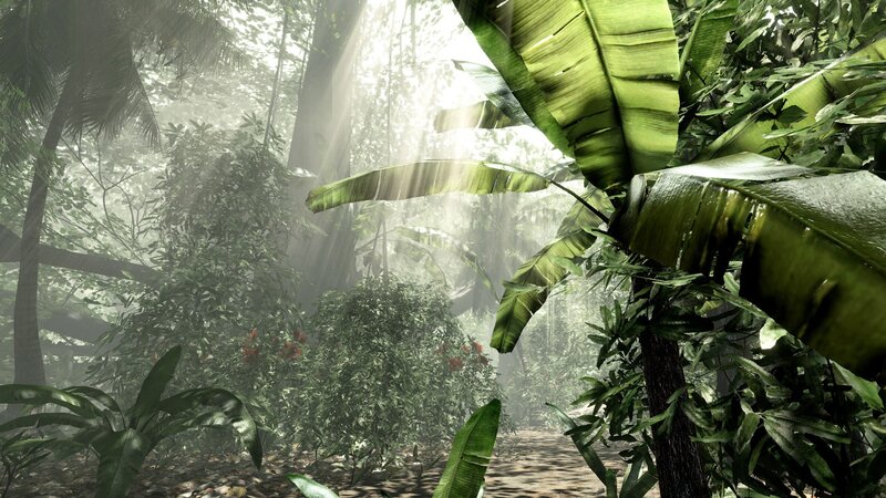 Sunlight in a dense jungle
