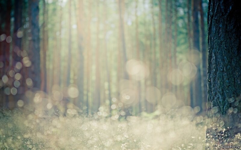 Sunlight in a forest