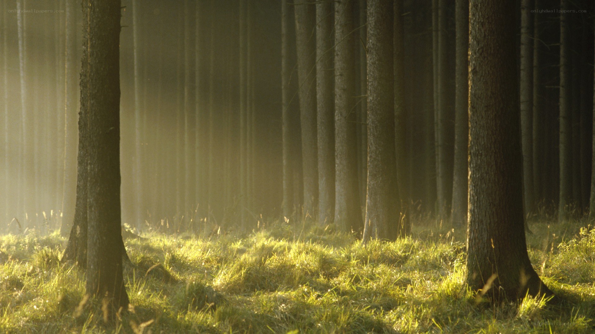 Sunlight in a forest
