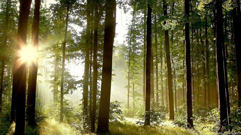Sunlight in a forest