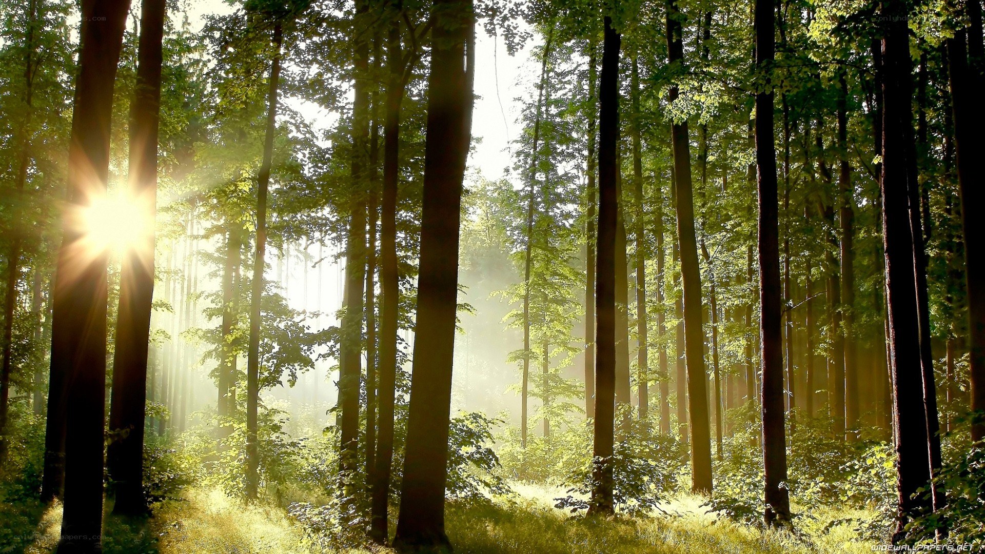 Sunlight in a forest