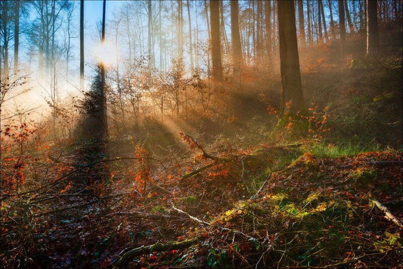 Sunlight in a forest