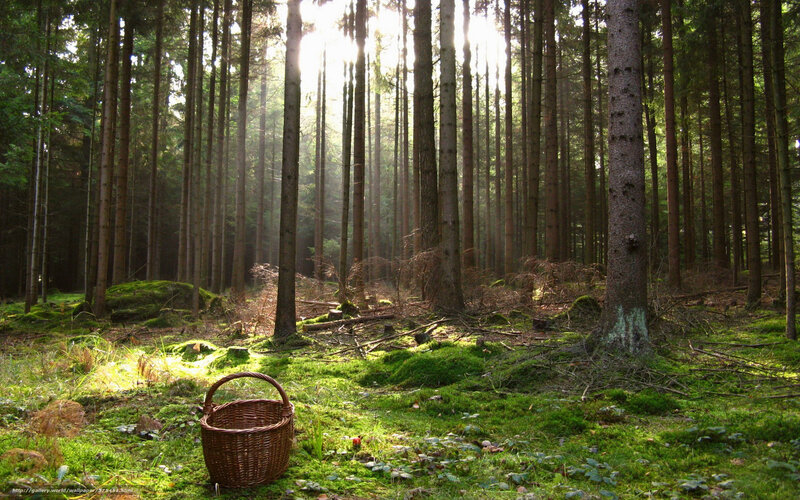 Sunlight in a forest clearing