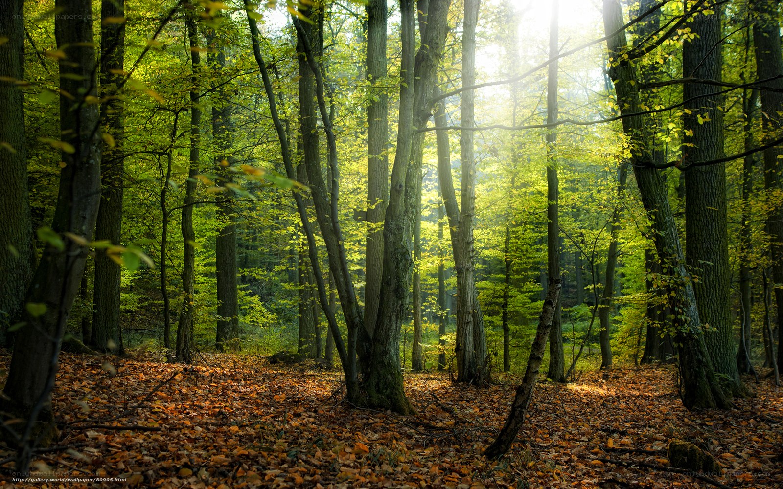 Sunlight in a forest