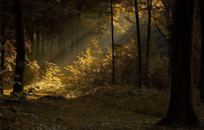 Sunlight in a golden forest