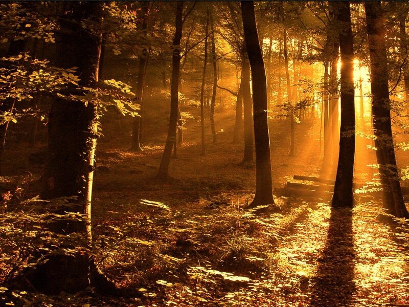 Sunlight in a golden forest