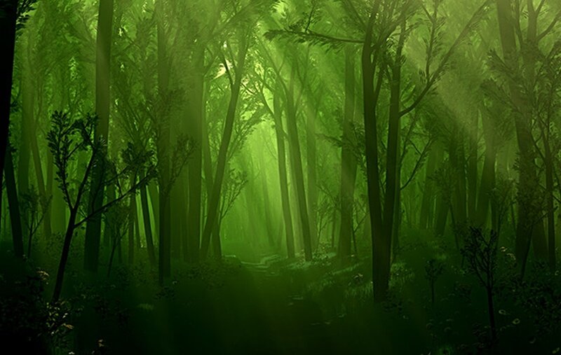 Sunlight in a green forest