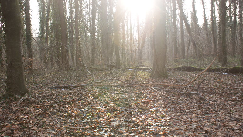 Sunlight in a leaf-covered forest