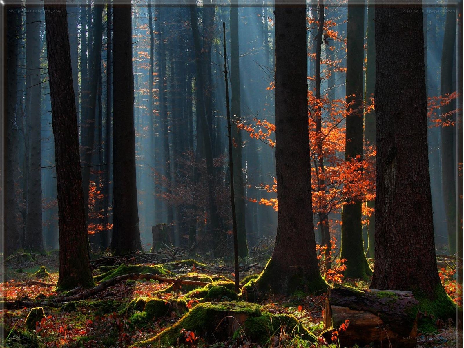 Sunlight in a misty forest