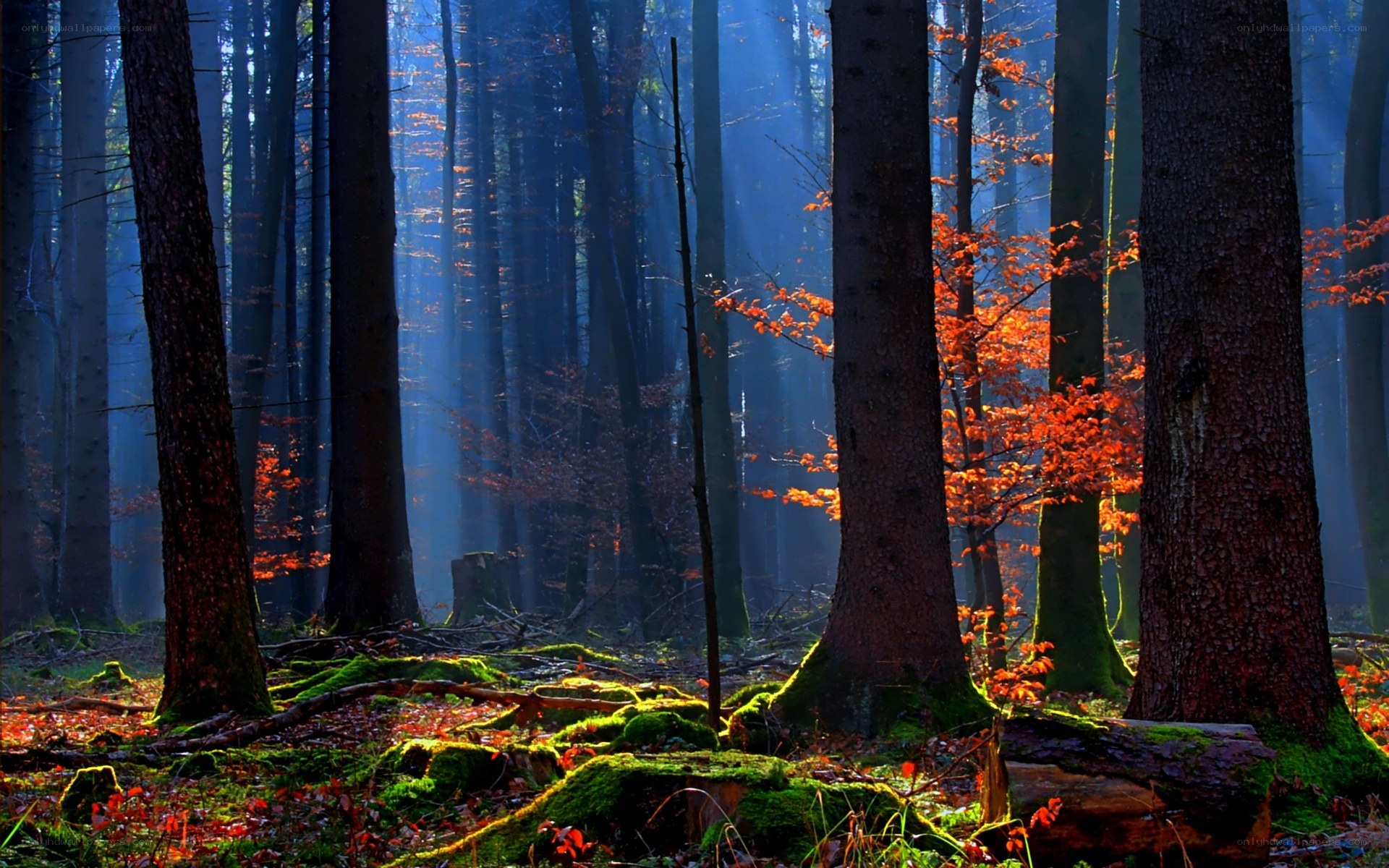 Sunlight in a misty forest