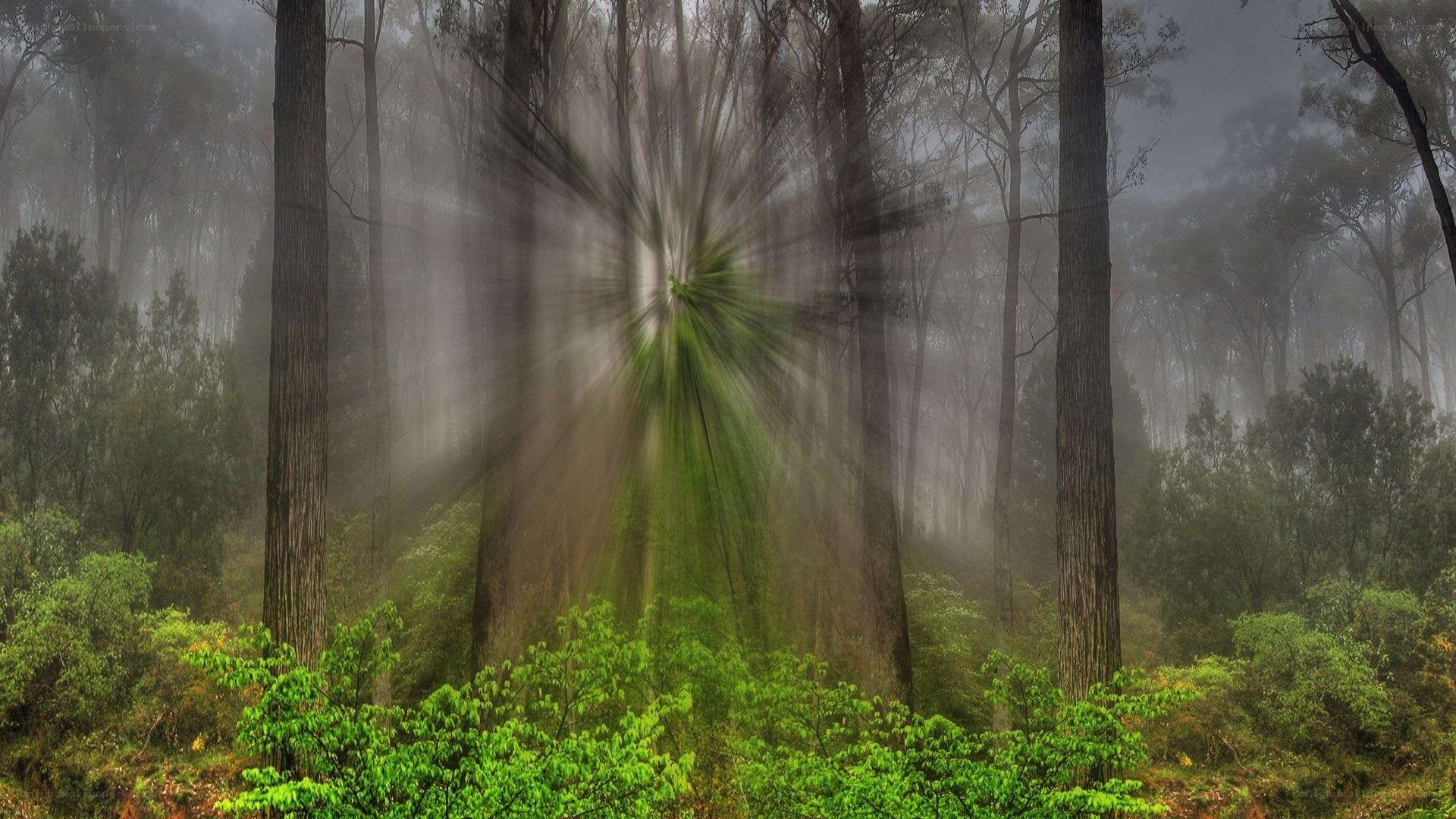 Sunlight in a misty forest