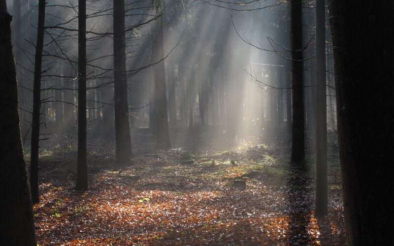 Sunlight in a misty forest