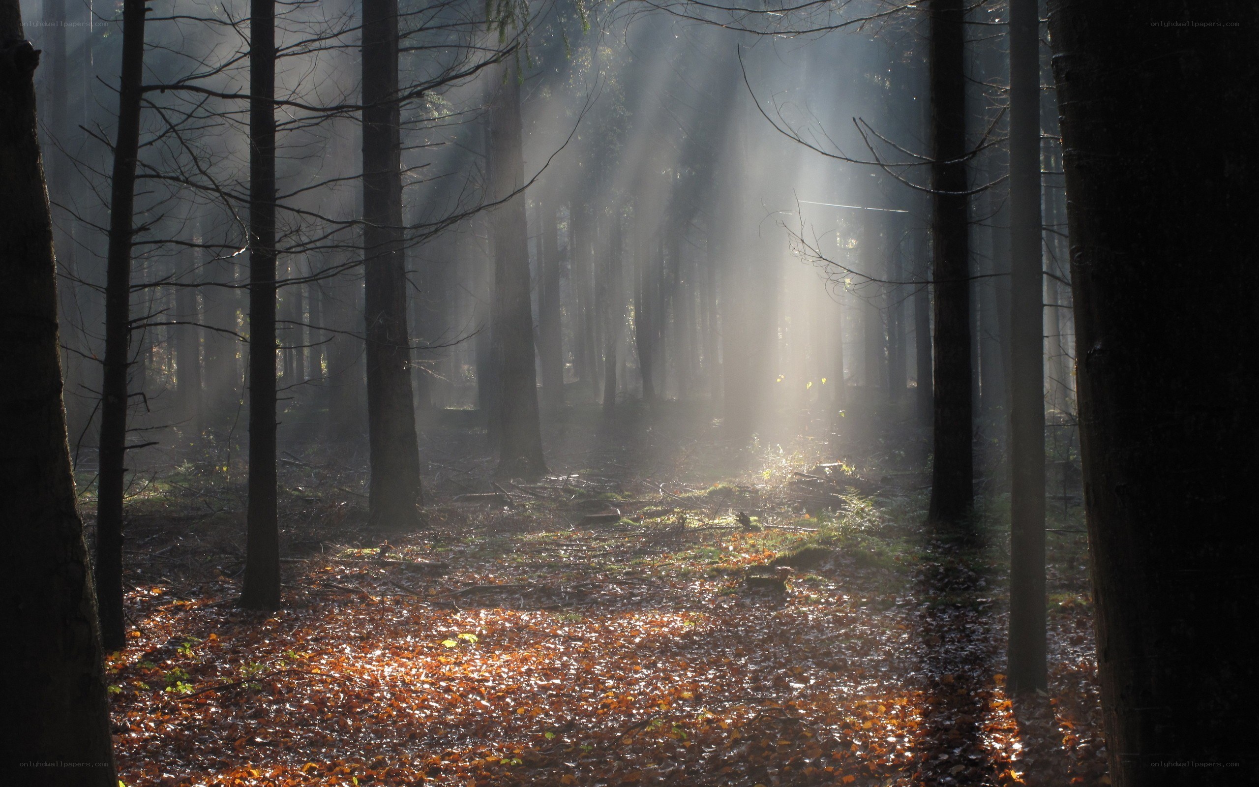 Sunlight in a misty forest