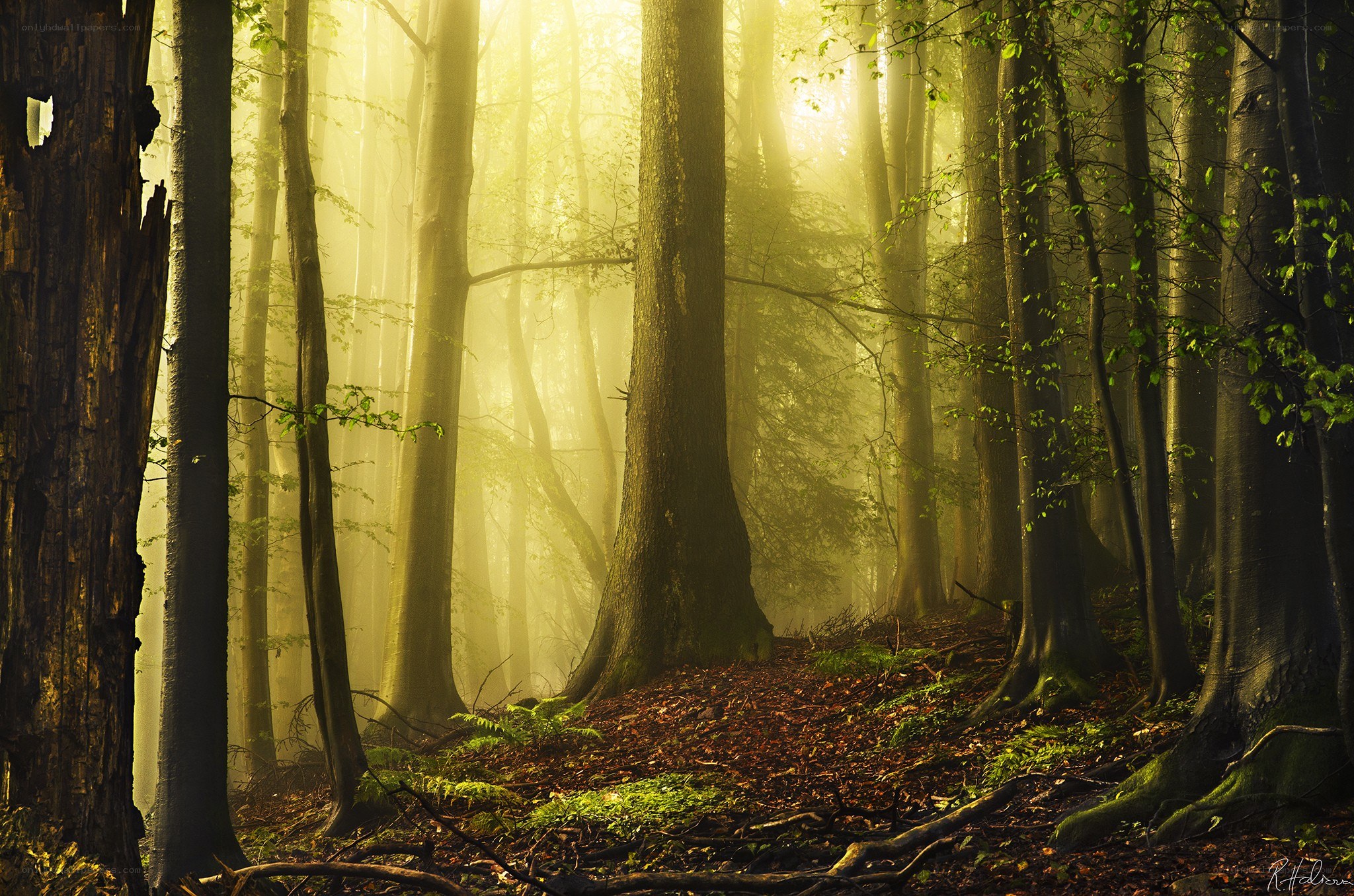 Sunlight in a misty forest