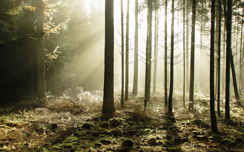 Sunlight in a misty forest