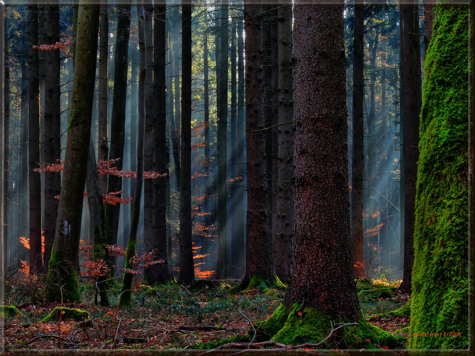 Sunlight in a misty forest