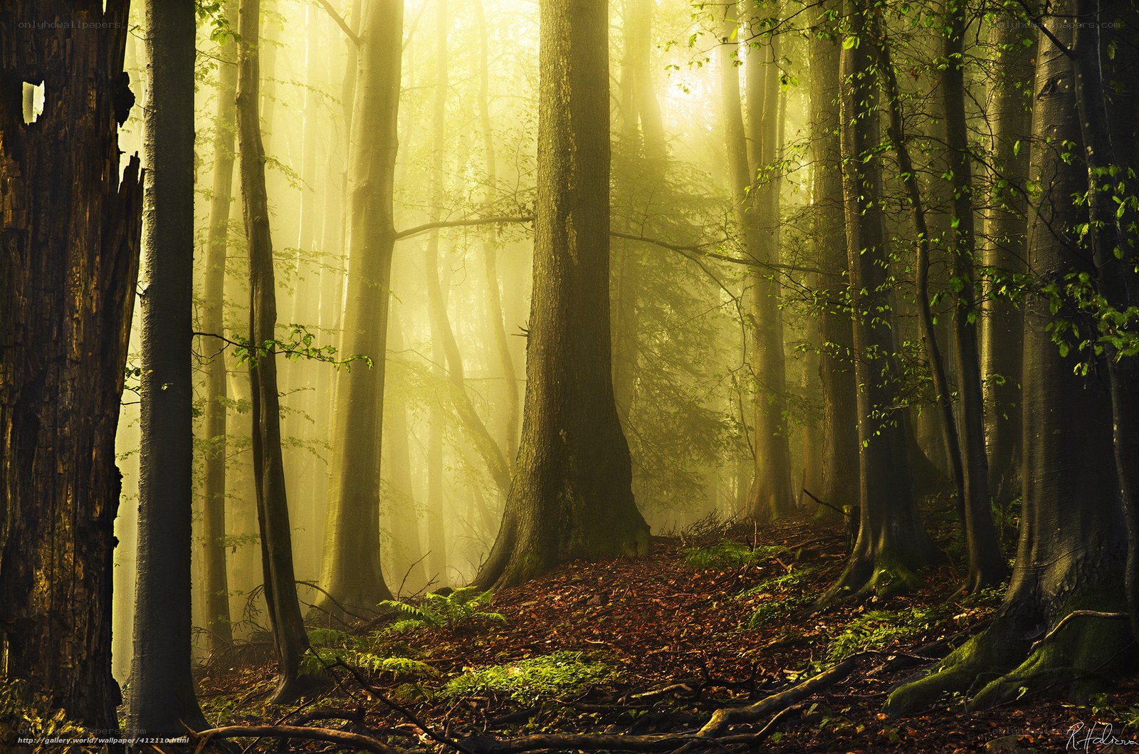 Sunlight in a misty forest