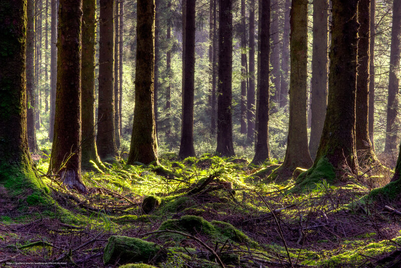 Sunlight in a mossy forest