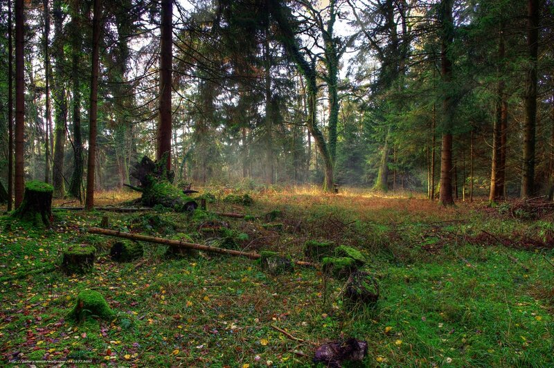 Sunlight in a mossy forest
