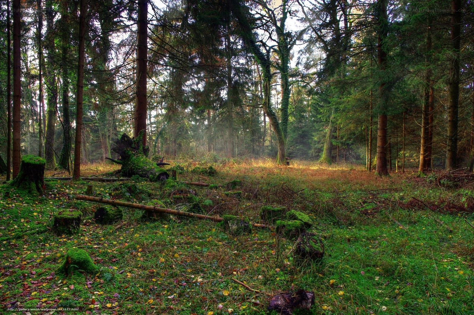 Sunlight in a mossy forest
