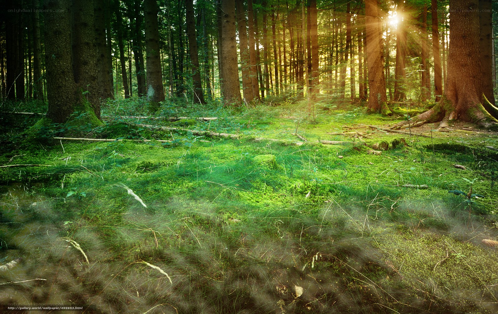 Sunlight in a mossy forest